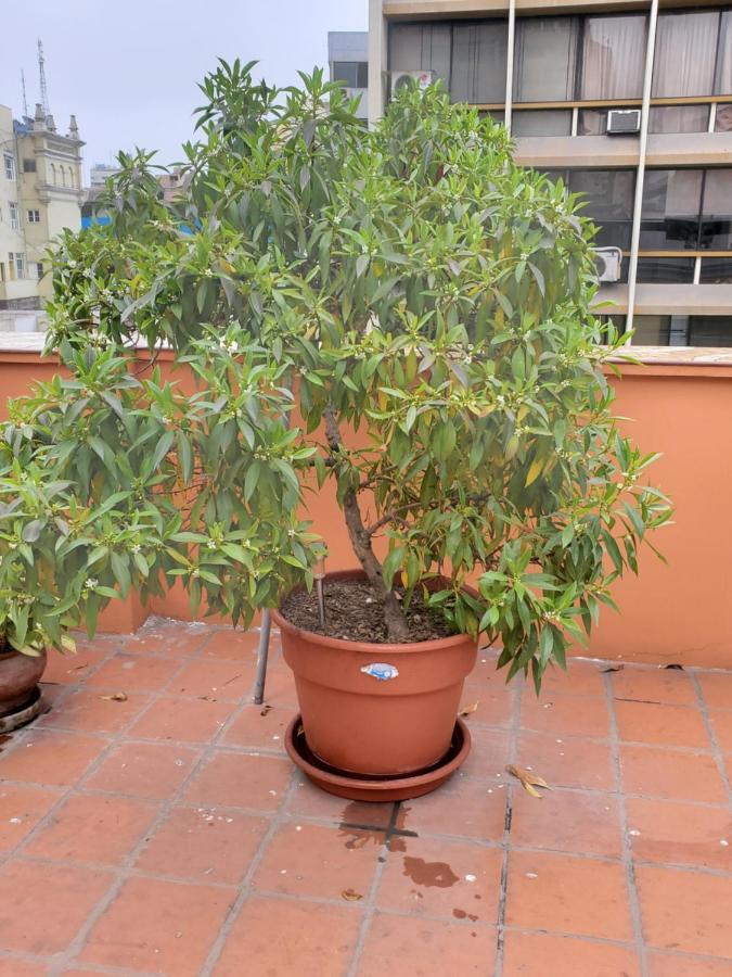 לינה וארוחת בוקר לימה Residencial Waldorf מראה חיצוני תמונה